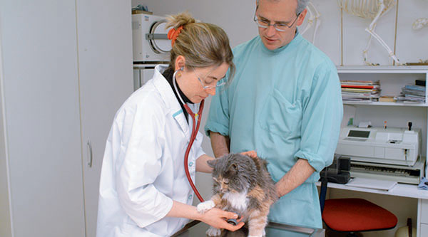 Veterinario/a U